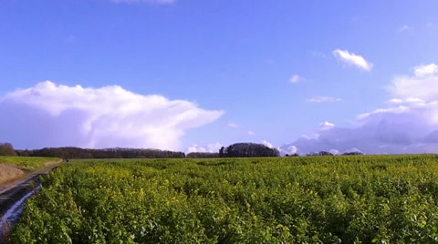 Winter rapeseed field for biofuels. Stock Footage 35510480