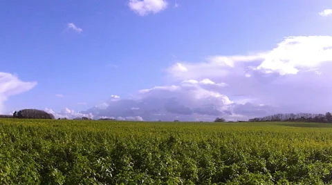 Winter rapeseed field for biofuels. Stock Footage 35521971