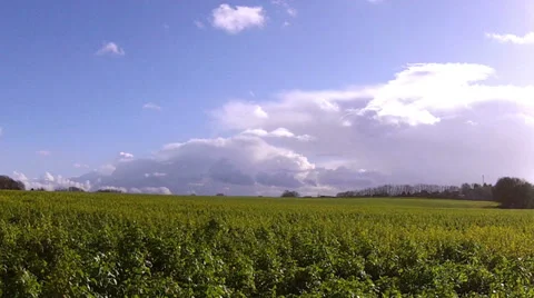 Winter rapeseed field for biofuels. Stock Footage 35522356
