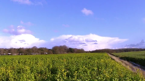 Winter rapeseed field for biofuels. Stock Footage 35884412