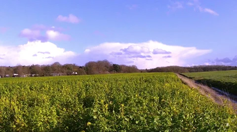 Winter rapeseed field for biofuels. Stock Footage 35885413