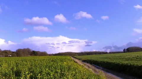 Winter rapeseed field for biofuels. Stock-Footage 35885681
