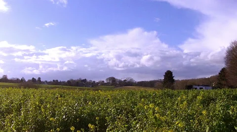 Winter rapeseed field for biofuels. Stock Footage 35893674