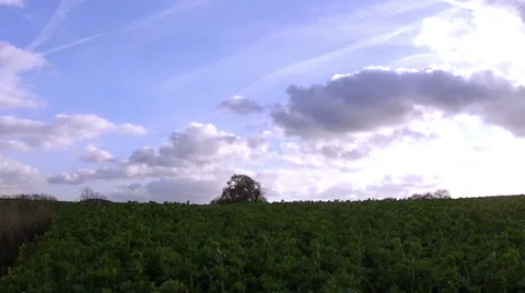 Winter rapeseed field in the evening. Stock Footage 35169695