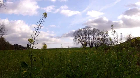 Winter rapeseed field. Time lapse. 動画素材 35171429