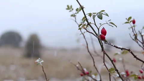 Winter, red berries in the snow in a snowfall Stock Footage 98304924