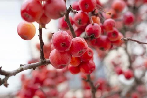Winter red berries on a tree branch Stock Photos