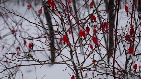 Winter red dog briar in the snow. Stock Footage 124269330