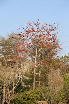 In winter, the red-flowered silk tree in front of my school is full of flow.. Foto stock