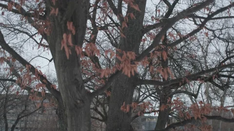Winter red leaves of a tree on a moody sky, tracking Stock Footage 147926425