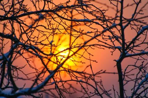 Winter red orange sunet through branches Stock Photos