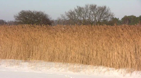 Winter reed Stock Footage 625375