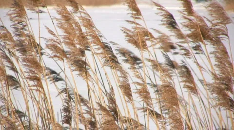 Winter reed Stock Footage 625422