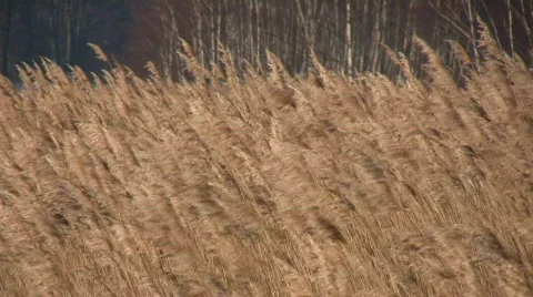 Winter reed Video stock 625516