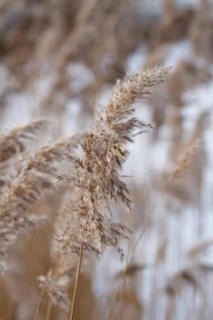 Winter reed Stock Photos