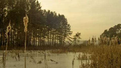 Winter reeds Stock Photos