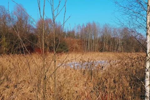 Winter reeds in the wind Vidéo 328022858