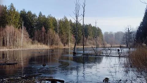 Winter Reflections on a Forest Lake Stock Photos