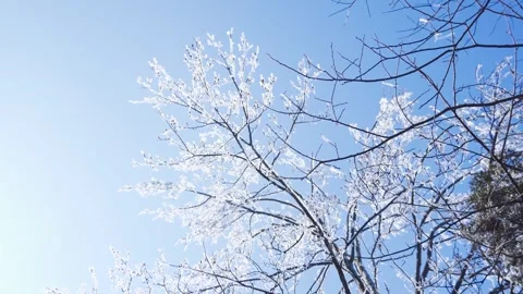 Winter Rime Ice Covering Tree Branches Against A Clear Blue Sky Stock Footage 341958837