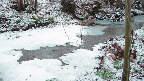 The Winter River #3, a Close Up of a Tree, Green Grass, and Orange Leaves Stock Footage 136668571