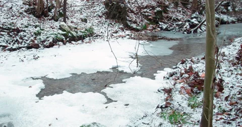 The Winter River #3, a Close Up of a Tree, Green Grass, and Orange Leaves Stock Footage 136668612