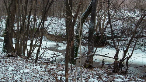 The Winter River #4, Many Trees and Leaves Stock Footage 136668620