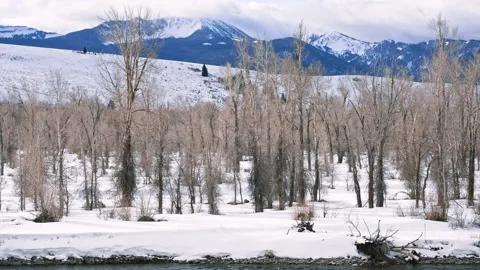 Winter River and Leafless Forest with Snowy Mountains Stock Footage 313453538