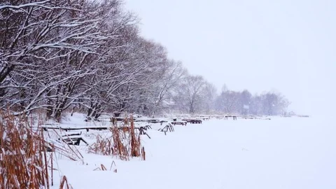 Winter on the river. Cold winter landscape and dry reed. Stock Footage 85634570