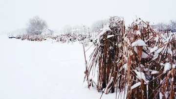 Winter on the river. Cold winter landscape and dry reed. 動画素材 85634785