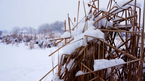 Winter on the river. Cold winter landscape and dry reed. Stock Footage 85635042