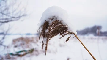 Winter on the river. Cold winter landscape and dry reed. Stock Footage 85645184