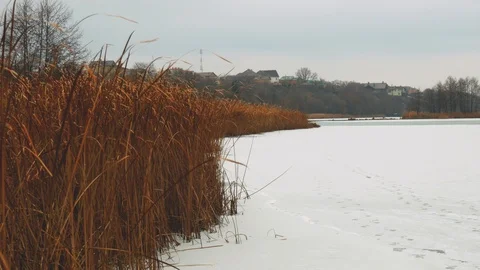 Winter on the river. Cold winter landscape and dry reed. 4k Stock Footage 99098000