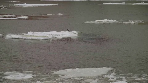 Winter River With Floating Ice and Snowy Urban Embankment Stock Footage 347943502