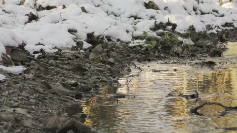 Winter river flow landscape Stock Footage 121401003