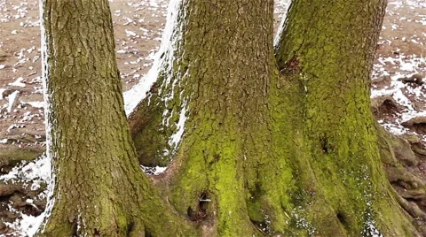 Winter river. Park outdoor Stock Footage 62552110