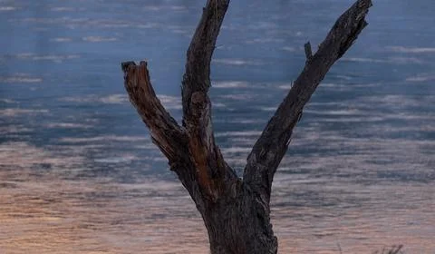 A winter river at sunset flows past a tree. Ili River in Kazakhstan Almaty Foto stock