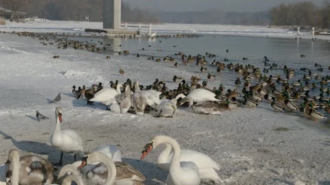 Winter River with Swans and Ducks Gathering on Snowy Shore Vidéo 327236207