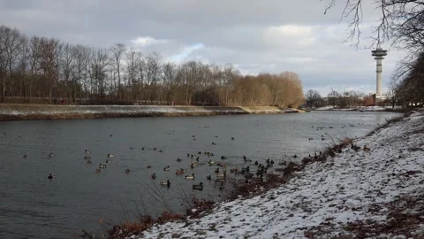 Winter river with wild ducks Stock Footage 329631368