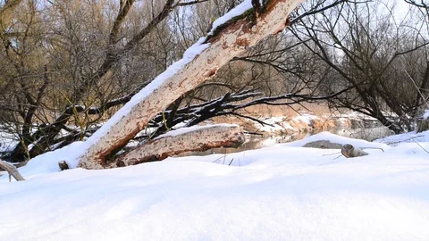 Winter at a riverside forest near the danube river in austria Stock Footage 126972508