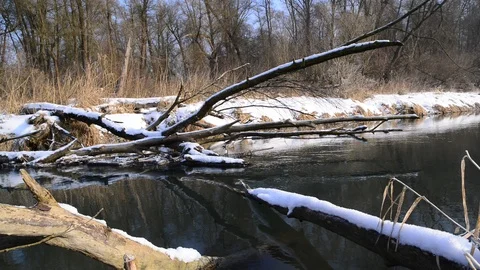 Winter at a riverside forest near the danube river in austria Stock Footage 126972751