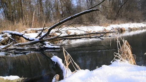 Winter at a riverside forest near the danube river in austria Stock Footage 126972784