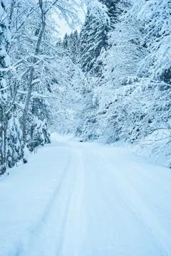 Winter road after the snowfall Stock-Fotos