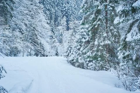 Winter road after the snowfall Stock Photos