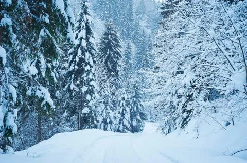 Winter road after the snowfall 写真素材