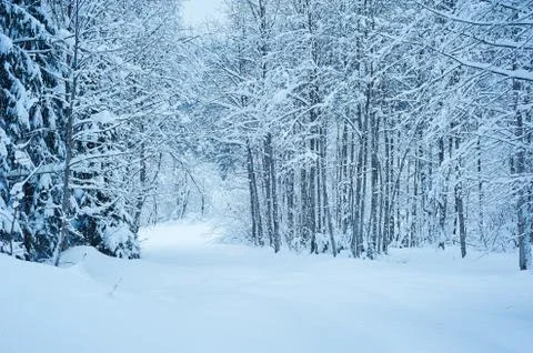 Winter road after the snowfall Stock Photos