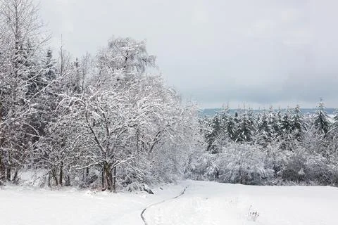 Winter road after the snowfall through trees covered in snow. Stock Photos