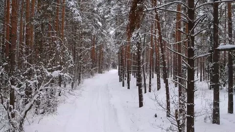 Winter road among the trees in the snow from a height. Pine trees in the snow Stock Footage 118276466