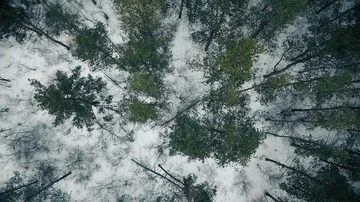 Winter road behind the forest Stock Footage 85887597