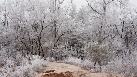 Winter road in the forest during the day Vídeo Stock 75810242