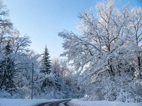 Winter road in a forest Stock Photos
